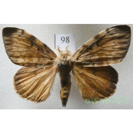 Lymantria dispar (Linnaeus, 1758) male Brudnica nieparka Czech98